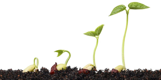 Awakening Seeds Best Ways – Tips to Activate Your Seeds