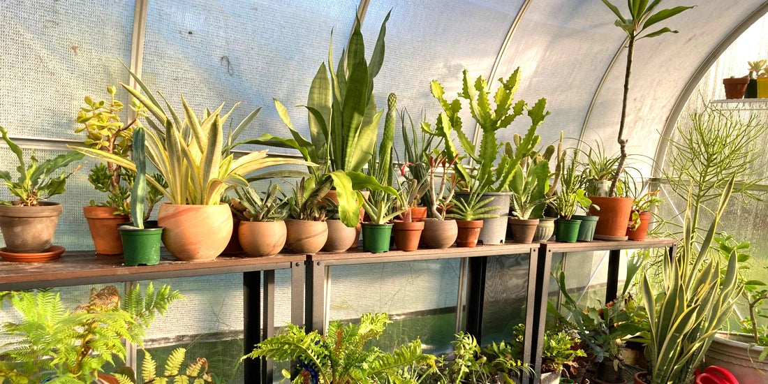 Greenhouse Gardening: Tips for Year-Round Plant Growth