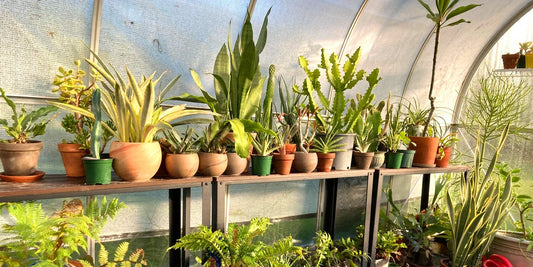 Greenhouse Gardening: Tips for Year-Round Plant Growth