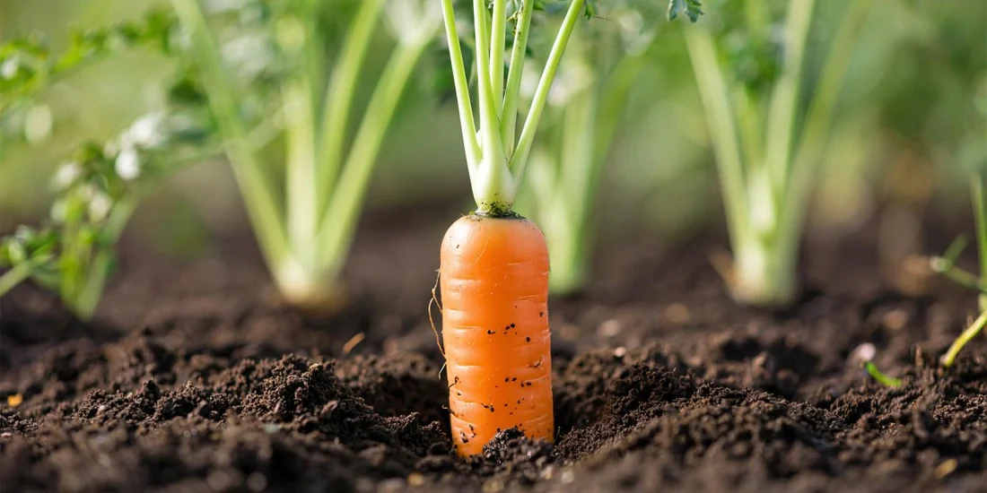 Growing Carrots
