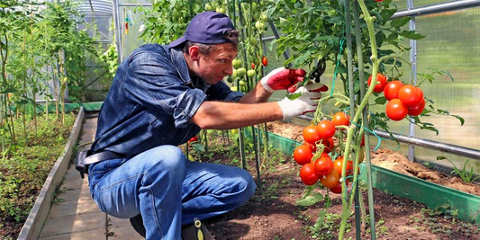 How to start growing tomatoes in a greenhouse