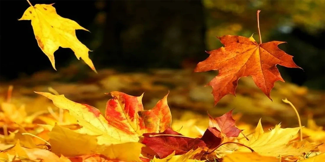Leaf Mold Compost: A Sustainable Boost for Your Garden