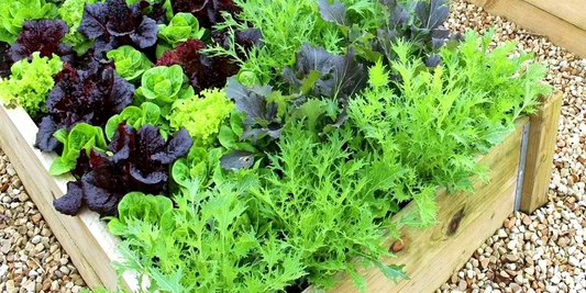 Maximizing Your Garden Space in July