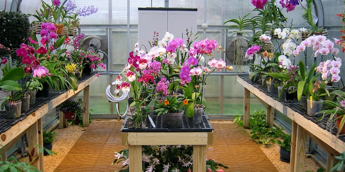 Orchid Greenhouse