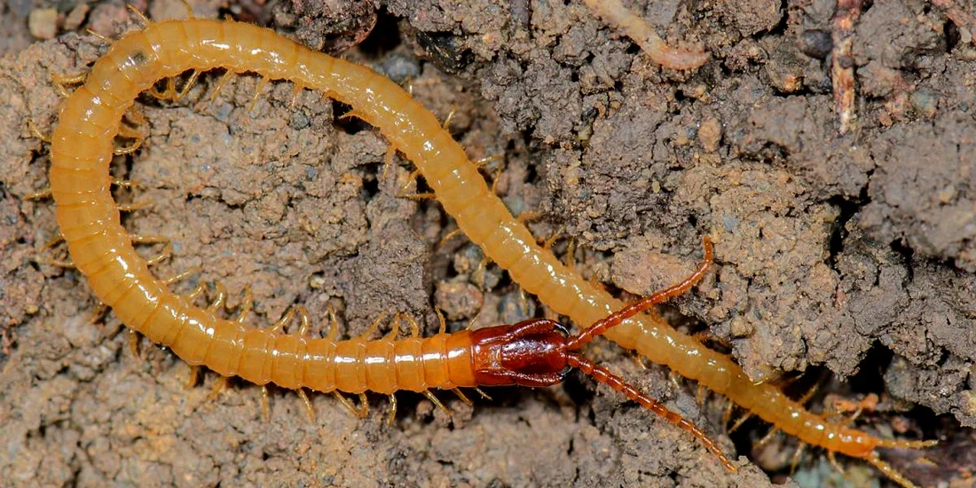 Common Soil Pests & How to Manage Them