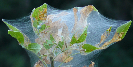 How to Deal with Spider Mites in Greenhouse