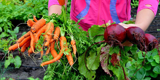 The fundamentals of vegetable greenhouse kits growing