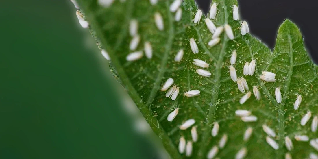 Whitefly (Aleyrodidae)