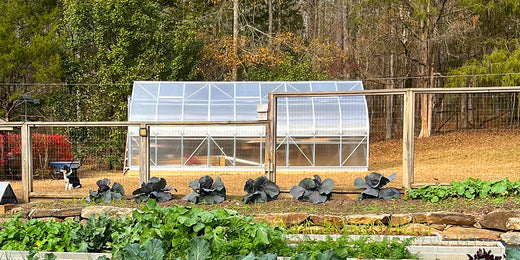 Why a greenhouse is something every home gardener should have?