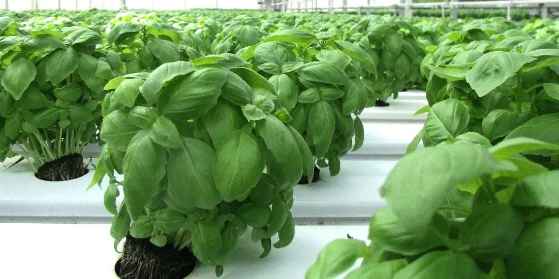 Winter greenhouse as a business idea