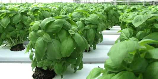 Winter greenhouse as a business idea