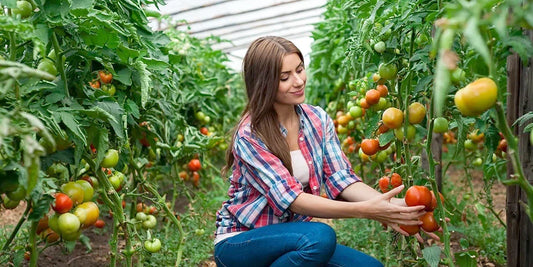 6 Reasons Why Getting A Greenhouse In Your Garden Is A Good Idea