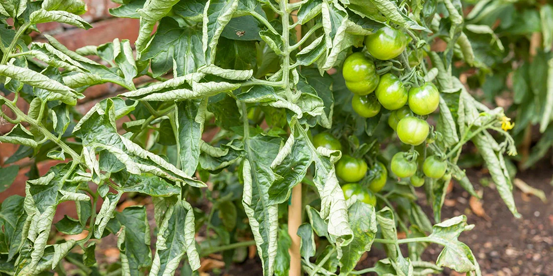 Tomato Leaves Curling? Causes & Solutions for Gardeners