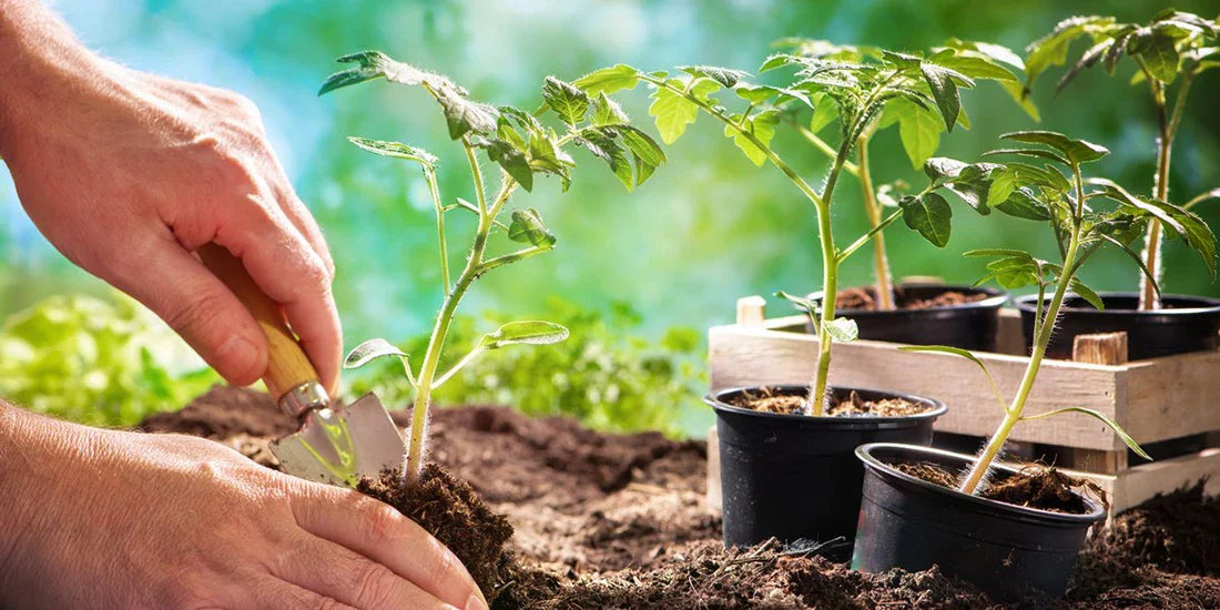 Distance between tomatoes in a greenhouse: crop planting scheme