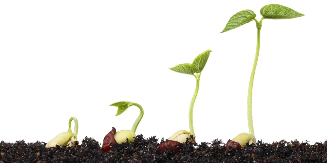 Awakening Seeds Best Ways – Tips to Activate Your Seeds