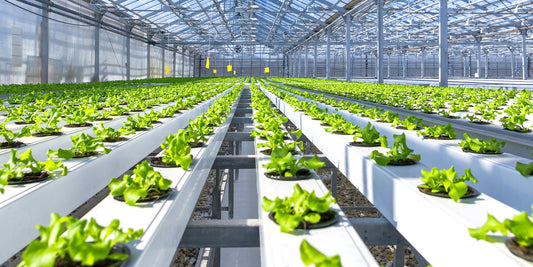 Maximize Your Harvest: A Beginner's Guide to Small Hydroponic Greenhouses