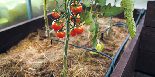 Best polycarbonate greenhouse shape for tomatoes growing
