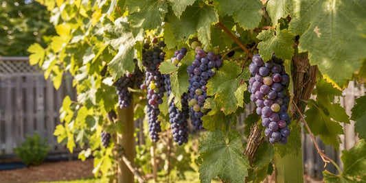 Caring for grapes in August