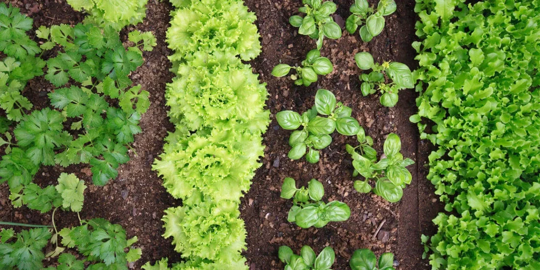 Companion Planting
