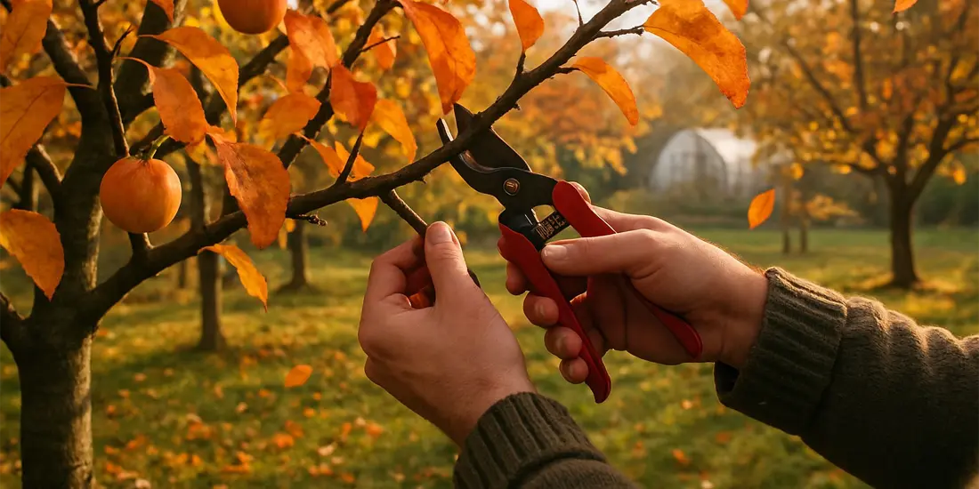 Fall Tree Pruning Guide | When and How to Prune Trees Safely – ClimaPod ...
