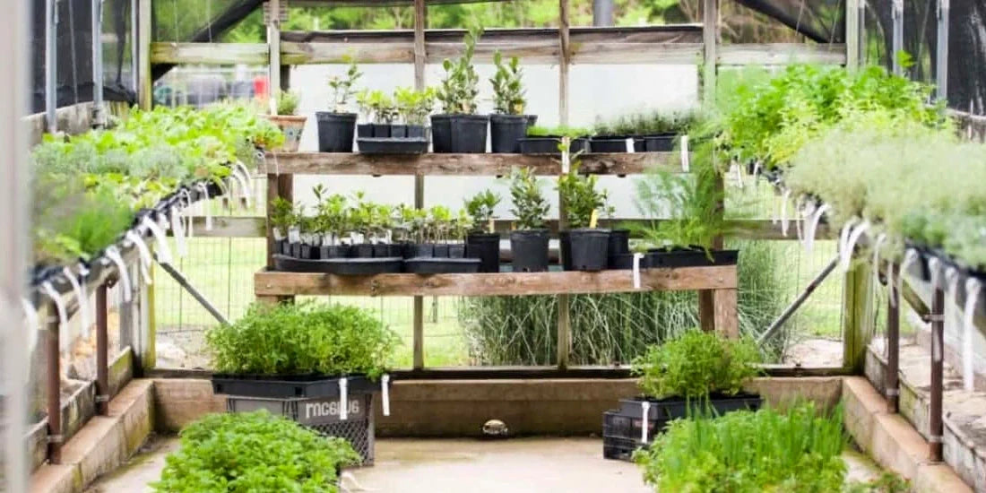 Home Greenhouse Disease And Pest Control Tips