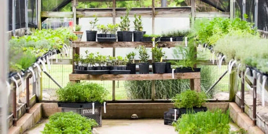 Home Greenhouse Disease And Pest Control Tips