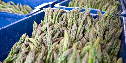 How to Grow Asparagus in a Greenhouse: A Gourmet Crop for Year-Round Harvests
