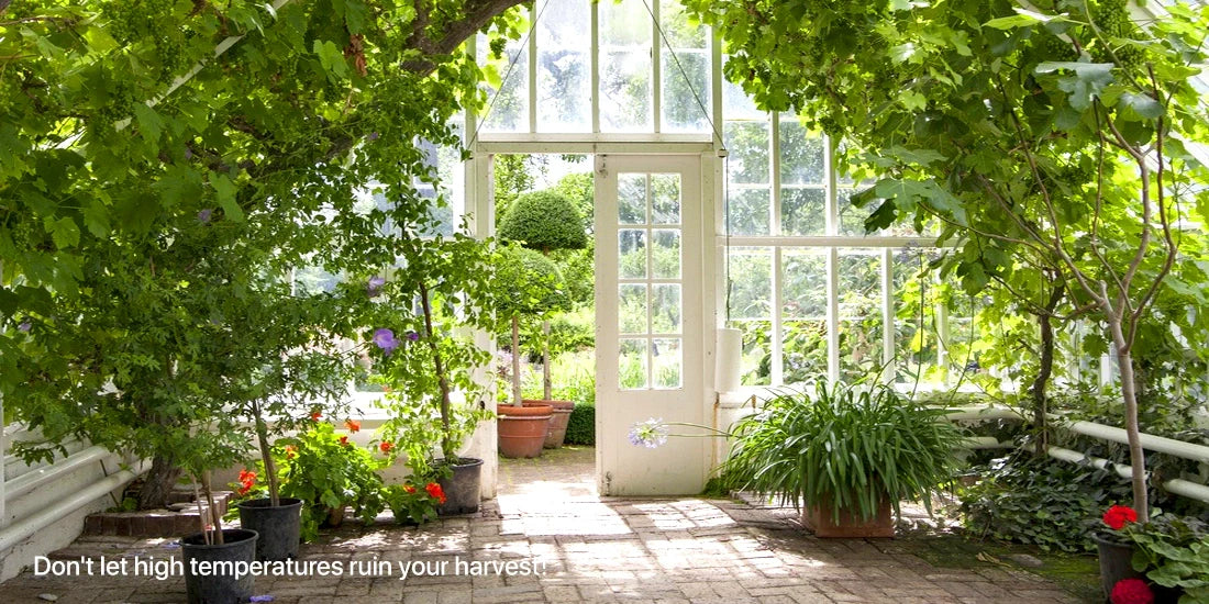 How to Protect Greenhouse Plants from Overheating in Summer