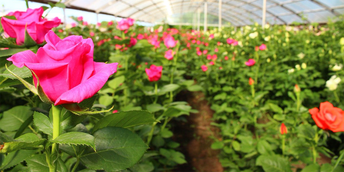 How to grow roses in a greenhouse all year round