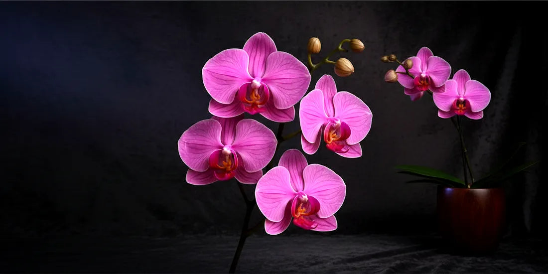 Orchid Care Calendar