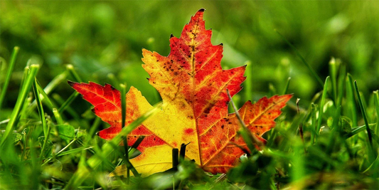 September Garden Checklist - Tasks for a Thriving Fall Garden