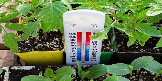 Smart Ways to Protect Greenhouse Plants from Overheating