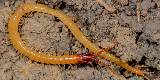 Common Soil Pests & How to Manage Them