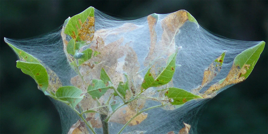How to Deal with Spider Mites in Greenhouse