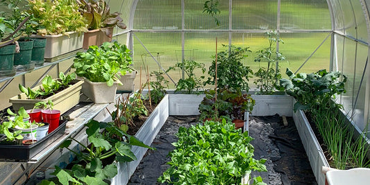 Spring Polycarbonate Greenhouse Service