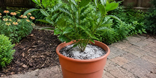 What Causes White Crust on Potting Soil?