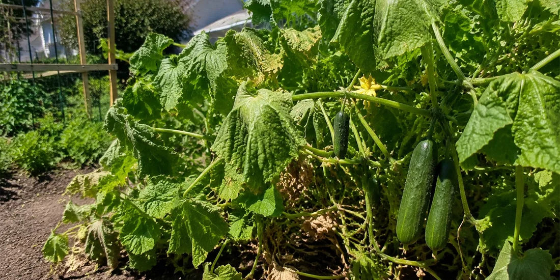 Why Cucumber Leaves Wilt in the Afternoon but Recover at Night