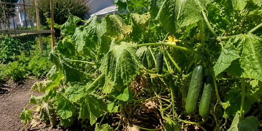 Why Cucumber Leaves Wilt in the Afternoon but Recover at Night