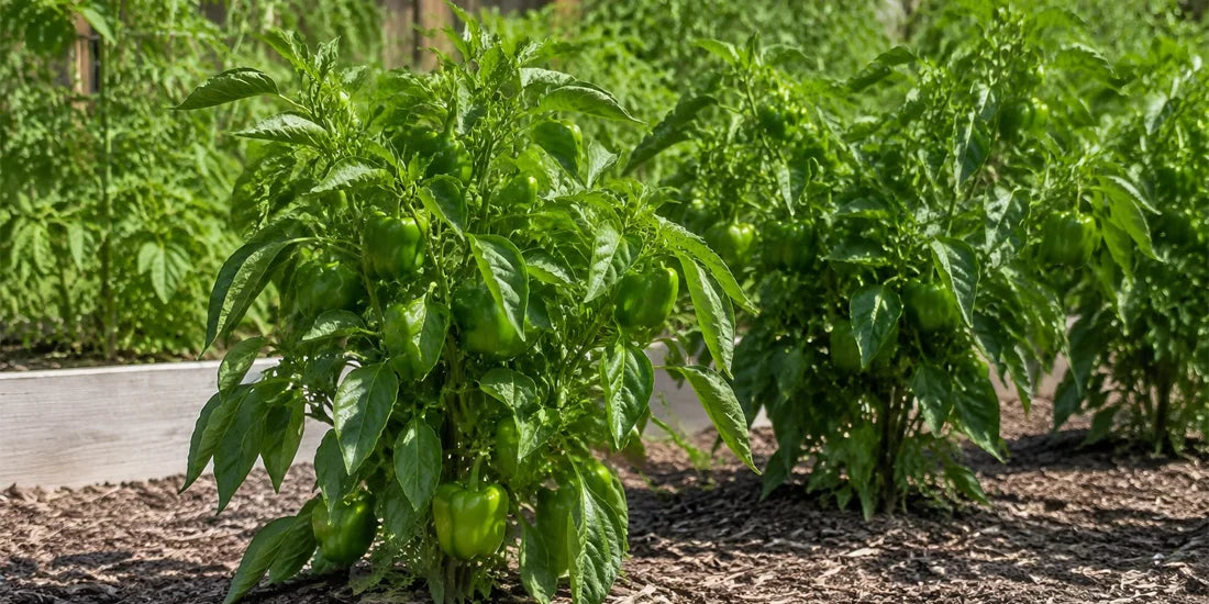 compact but healthy pepper plants growing in a backyard vegetable garden