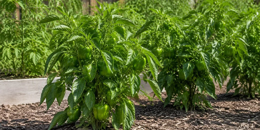 compact but healthy pepper plants growing in a backyard vegetable garden