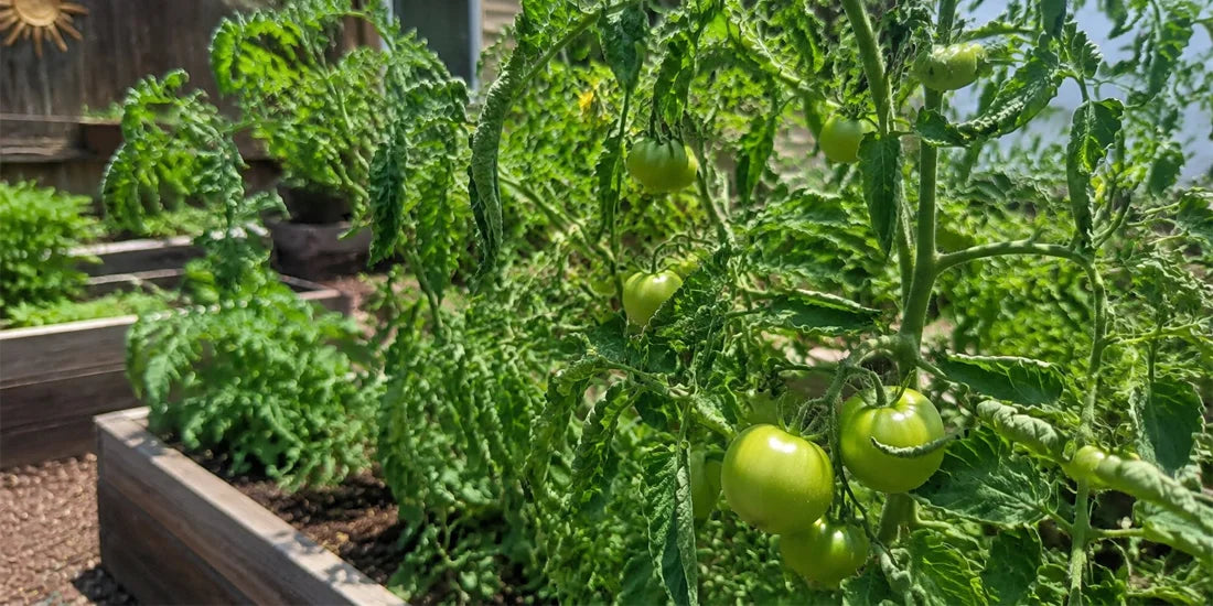 healthy tomato plants growing outdoors