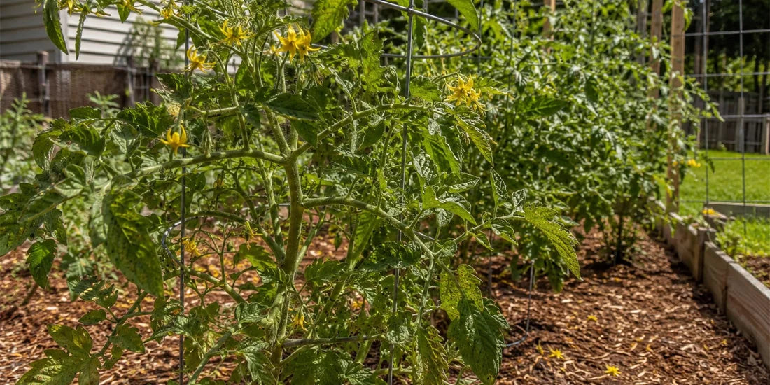 tomato plants with a mix of open blossoms and a few dropped flowers