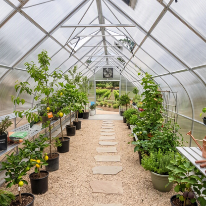 Inside greenhouse with plants vegetables lemon citrus trees