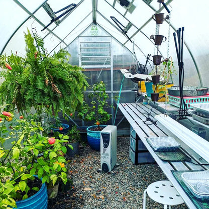 Greenhouse interior with plants, equipment, and aluminum two-tier shelving